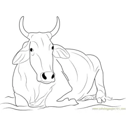 Khilari Cow Free Coloring Page for Kids