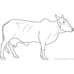 Red Sindhi Cow Free Coloring Page for Kids
