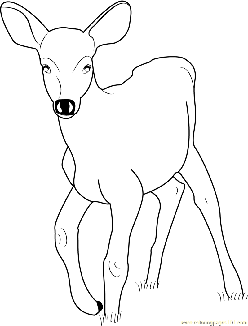 baby deer coloring pages - photo #17