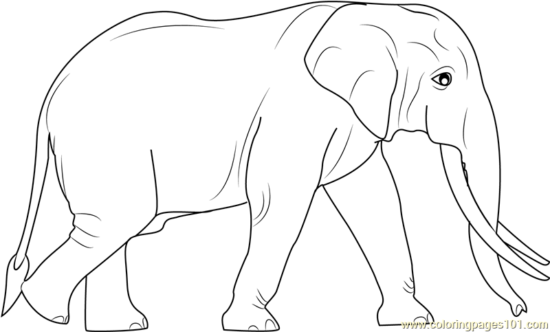 Sri Lankan Elephants Coloring Page - Free Elephant Coloring Pages