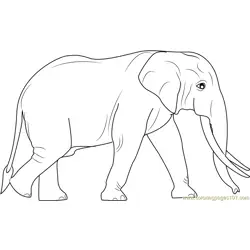 Sri Lankan Elephants