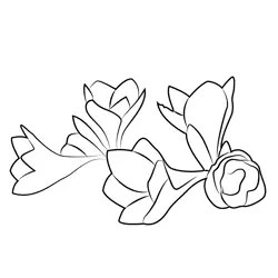 Amaryllis Flower Bouquet