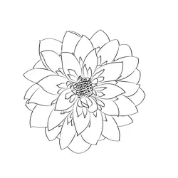 Dahlia Flower 1 Free Coloring Page for Kids