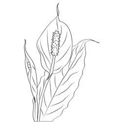 Peace Lily 1