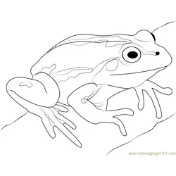 Cute Frog Free Coloring Page for Kids