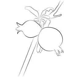 Pomegranate Close Up On Tree Free Coloring Page for Kids