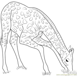 Giraffe Eating Grass
