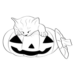 Cat over Pumpkin