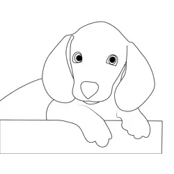 Dachshund Young Puppy Free Coloring Page for Kids