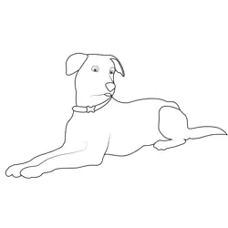 Dog Sitting Posture