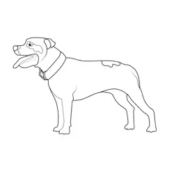 Staffordshire Bull Terrier Dog