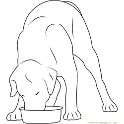 Dog Eating in Stainless Steel Bowl