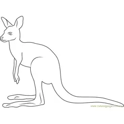 Kangaroo Look Up
