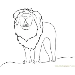 Lion Up