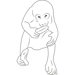 Monkey with Banana Free Coloring Page for Kids
