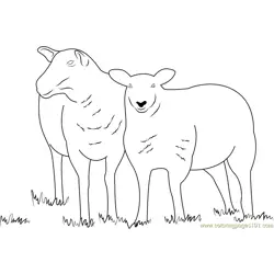 Two Sheeps Free Coloring Page for Kids