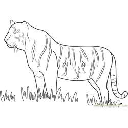 Tiger Walking in Grass