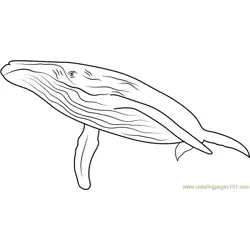 Endless Ocean Whales