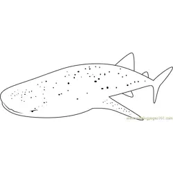 Whale Shark Belize
