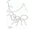 Ants