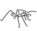 Ants