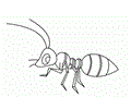 Ants