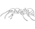 Ants