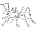 Ants