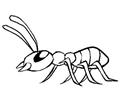 Ants