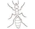 Ants