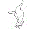 Australia Kangaroo3