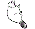 Beaver 