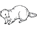 Beaver 3 Coloring Page
