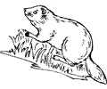 Beaver 4 Coloring Page
