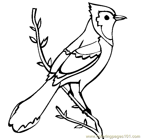 Coloring Pages Blue Jay Birds Blue Jay Free Printable Coloring