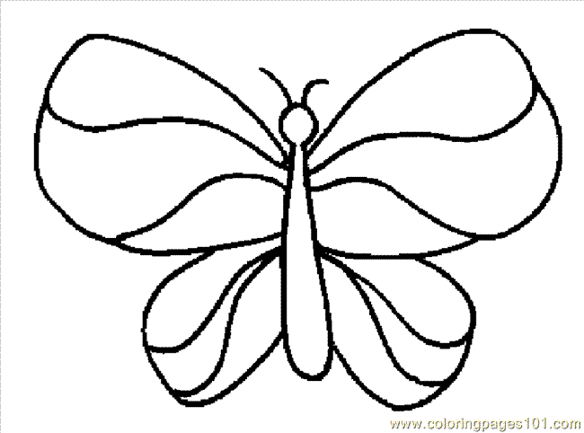 Butterfly 1