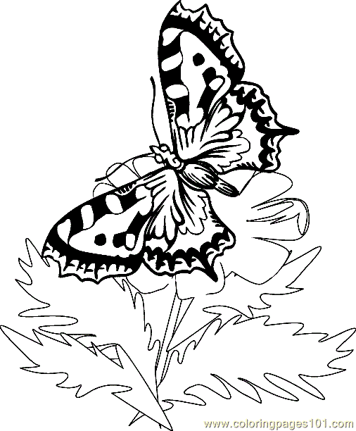 Butterfly Coloring Page 011