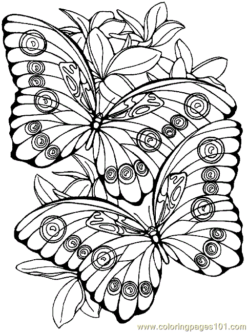 Butterfly Coloring Page 016