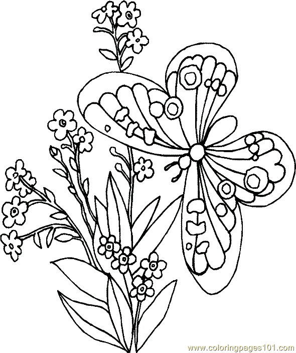 Butterfly Coloring Page 017