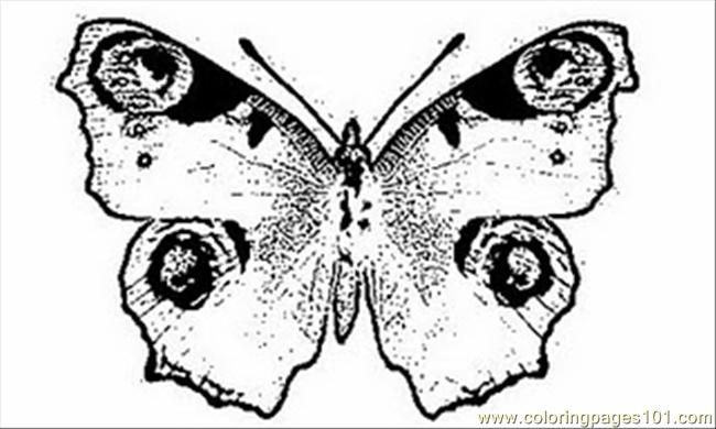 Ock Butterflycoloring Pages 1