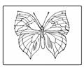 112 Tterfly Coloring Pages 93 Lrg