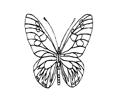 Butterflies017