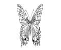 Butterflies023