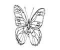 Butterflies024