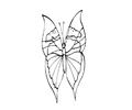 Butterflies026