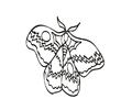 Butterflies030