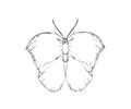 Butterflies032