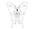 Butterflies036