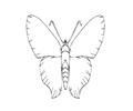 Butterflies042