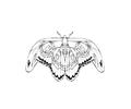Butterflies044